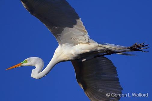 Egret In Flight_46439.jpg - Great Egret (Ardea alba)Photographed from Lake Martin near Breaux Bridge, Louisiana, USA.